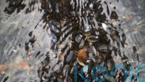 Endangered freshwater mussels squirt water to help larvae survive – research