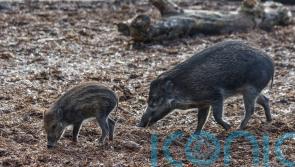 One of the world’s rarest pigs to celebrate first Mother’s Day with newborn
