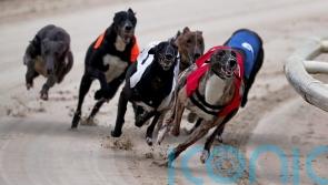 Holyrood committee seeks views on future of greyhound racing