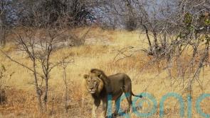 Cecil the lion did not die ‘in vain’, minister says as trophy-hunting ban passed