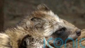 New Covid-19 origin research points to raccoon dogs in China market