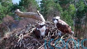 Breeding ospreys reunite at Scottish wildlife park