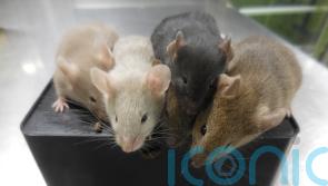 Scientists create mice using cells from two males for first time