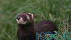 Impact of roadkill ‘more shocking’ than previously thought – scientists