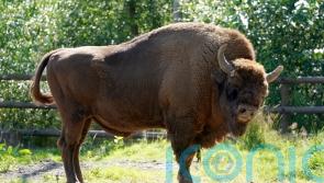 Cattle, pigs and ponies introduced to bison rewilding project