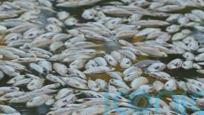 Millions of dead fish wash up in Australian river after flooding and heatwave