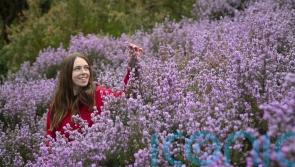 National Trust promises ‘incredible’ show of blossom despite cold snap and snow
