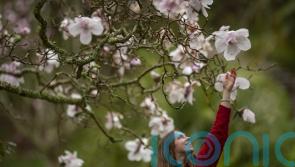 Incredible blossom show coming this April