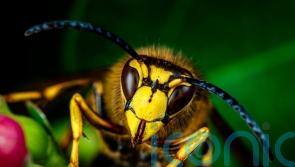 How to learn to love the ugly bugs in your garden
