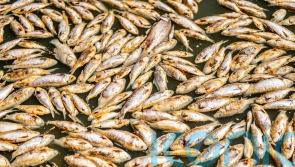 Millions of rotting fish to be removed from Outback river