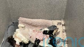 Police save six tiny puppies who were being thrown away in plastic bag