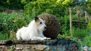 7 dog-friendly gardens to visit this spring