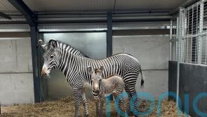 First images released of endangered zebra foal born at safari park