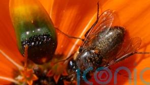 Scientists reveal how deceptive daisy creates ‘fake lady flies’ to attract males