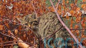Wildcats to be released in Cairngorms after licence approved