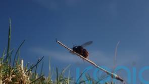 Bee appearing to ride tiny broomstick to feature in latest episode of Wild Isles
