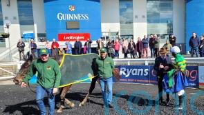 Thedevilscoachman advertises Irish National claims at Limerick