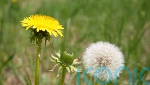 Why you shouldn’t always dig up weeds