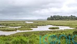 Poole Harbour oil spill may have ‘devastating’ impact on local nature reserves