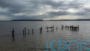 ‘Oiled birds’ spotted around Poole Harbour, says RSPB