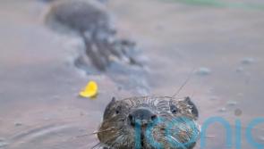 Beavers reintroduced into Grade II* listed gardens