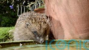 Why long hot summers are bad for hedgehogs – and how gardeners can help