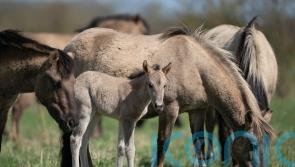 Foaling season for Konik ponies begins at National Trust nature reserve
