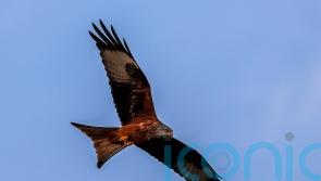 Protected bird euthanised after it was shot in Highlands