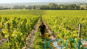 Sparkling wine sales fizz for Chapel Down amid price rises