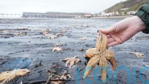 Thousands of shellfish washed up on same stretch of coast which saw mass die-off