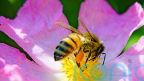 Honey bees could help track microorganisms in cities, scientists say