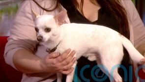Owner of chihuahua that met Paul O’Grady thanks him for being dog’s ‘friend’