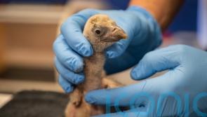 London Zoo celebrates arrival of first vulture chick, named Egbert, in 40 years
