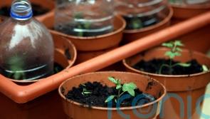 Plants make popping noises when stressed – scientists