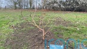 Mulberry bush that inspired nursery rhyme has new lease of life