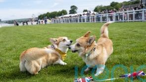 Distant cousin of Queen’s corgis to take part in dog derby