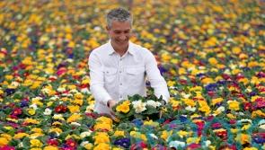 Tesco to go peat-free on all UK bedding plants to help environment