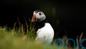 First puffins of season return to Rathlin Island