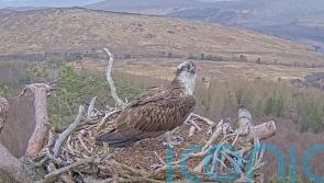 Lockdown star Louis the osprey returns to his nest