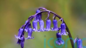 Why we should grow native bluebells