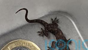 Baby gecko found in suitcase after 5,000-mile journey from Zanzibar