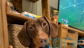 Dog owners warned over dangers of ‘toxic’ Easter chocolate