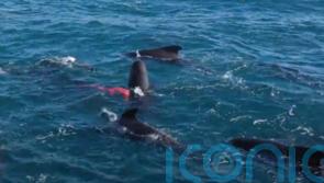 Unique footage of pilot whale expelling placenta captured off Shetland