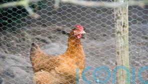 How to keep chickens – according to a hen expert