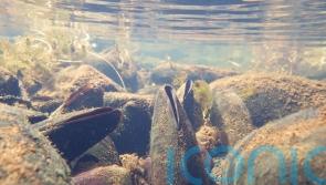 Critically-endangered pearl mussels found in Scottish lochs for first time