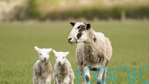 Sixteen lambs die after dog attack at Fife farm