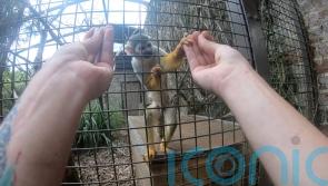 Magic trick only fools monkeys with opposable thumbs, study suggests