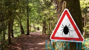 Deadly tick-borne virus ‘likely’ to be in UK after first case detected