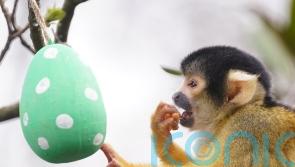 Tiger cubs, meerkats and monkeys forage for Easter eggs at London Zoo