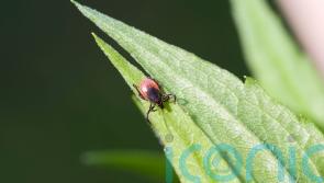 How to protect yourself from the new rare tick-borne disease